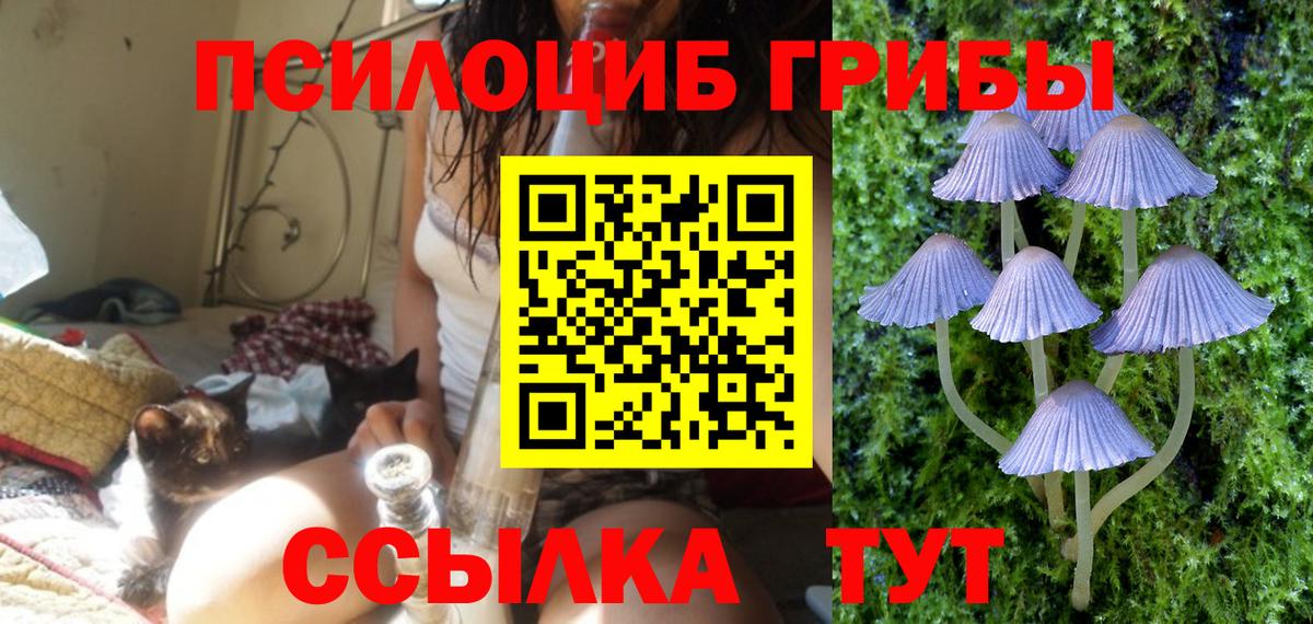 Кинель  купить   Вход с VPN  Псилоцибиновые грибы мицелий 